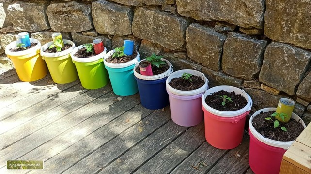 Bunte Zehnlitereimer (gab's kostenlos beim Bäcker), mit Acrylfarbe besprüht und mit jungen Chili & Paprika bepflanzt. Im Hintergrund eine Steinmauer.