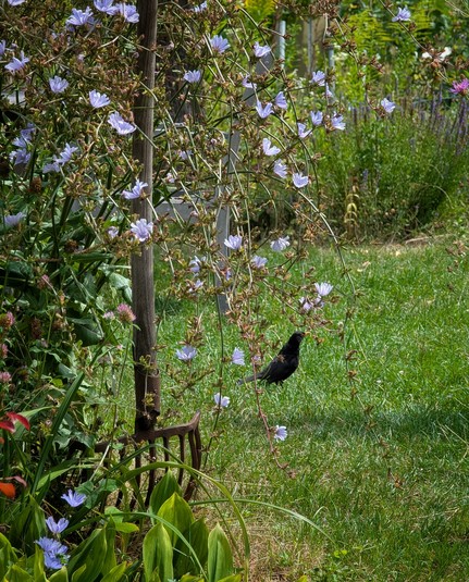 Eine schwarze Amsel spekuliert im Kleingarten auf Beute und hüpft über die Wiese. Links im Vordergrund eine große Wegwarte, die von einer alten Kartoffelgabel gestützt wird.