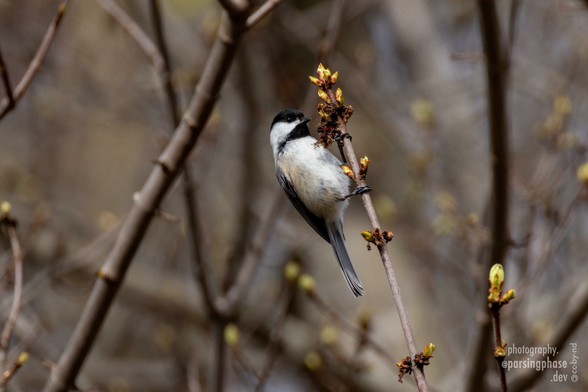 Leaning backward as the twig sways, a chickadee examines early spring leafbuds.