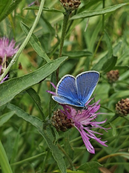 Hauhechel Bläuling auf Blume