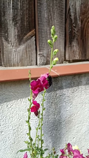 Holzbiene am Löwenmäulchen