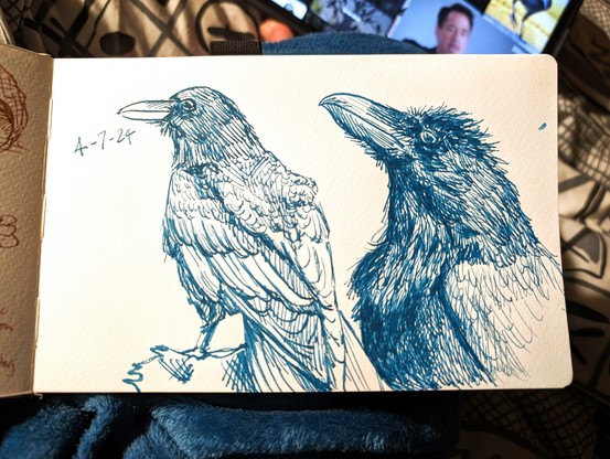 Sketchbook page of two drawings of crows/ravens in teal ink. On the left is the date 4-7-24. Both crows/ravens are looking to the left. The left one shows most of its body, and the right just the head and chest.