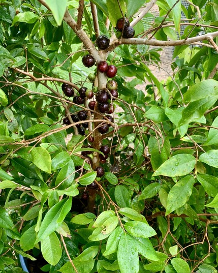 A branch of a tree with clusters of dark reddish-purple fruits, surrounded by vibrant green leaves.