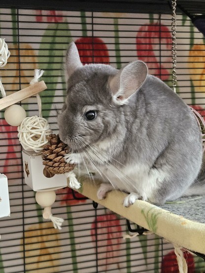 Muffin sits on the downstairs ledge next to her cooling rock eating her chew toy. She likes to have her hanging toys held slightly out of reach so she has to work hard to demolish them.