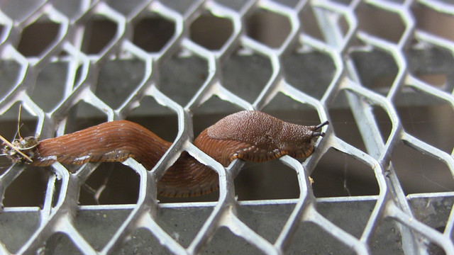 Braune Nacktschnecke auf Stahlgitter eines Lichtschachtes. Dabei ist sie in ene der Waben eingetaucht und bei der nächsten wieder raus, ihr Körper macht also eine Schlängelbewegung