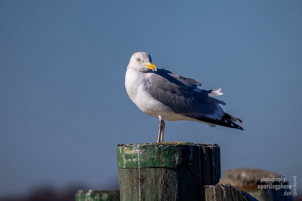 A gray-winged gull with a yellow bill stands on top of a metal-bound mooring post.
