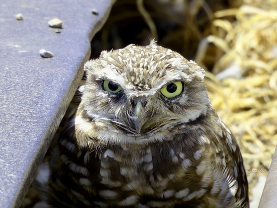 A small owl nested in some retired railroad tracks, highlighting the peaceful coexistence of wildlife in an urban environment.