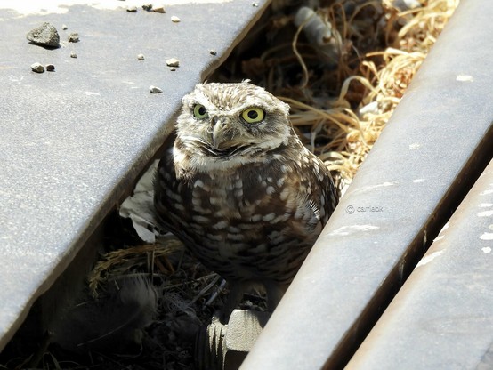 A small owl nested in some retired railroad tracks, highlighting the peaceful coexistence of wildlife in an urban environment.