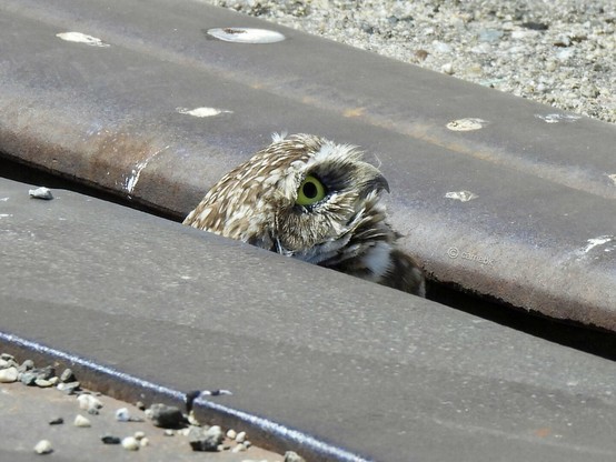 A small owl's head popping up from some retired railroad tracks, highlighting the peaceful coexistence of wildlife in an urban environment.