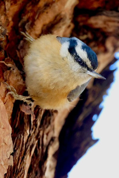 a tiny cute bird perches sideways on a giant tree.