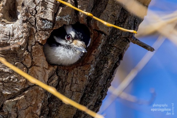 Head completely filling the opening, a little brown-eyed, black-and-white woodpecker peers out of a hole drilled in a tree trunk.
