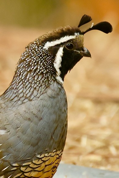 an extremely handsome and stylish bird about the size of a small chicken has two doodads on the top of his head, akin to what British milliners once called a “fascinator.”