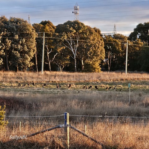Colour photo taken today on sunset walk. Image shows a mob of kangaroos grazing in a nearby paddock. The image is warmed by sunset glow.