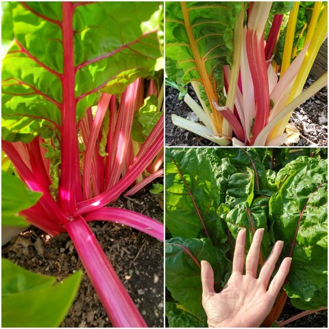 Triptych of vibrant Swiss chard plants. The top left shows a close-up of deep red stems and veins with green leaves. The top right presents a cluster of stems in yellow, pink, and red hues. The bottom right image displays a large, open hand next to a bed of green chard leaves.