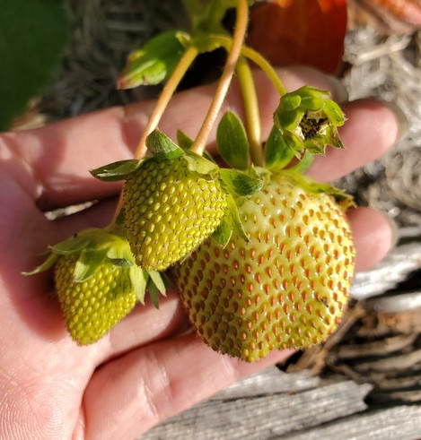 Close-up view of a hand holding several unripe strawberries attached to a green stem. The strawberries are light green with small red seeds visible on their surface, with a detailed close-up shot of the green buds. The hand holding the strawberries is in front of a blurred background of wood and greenery.