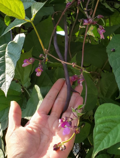 A hand cradles a purple bean pod amongst vibrant green foliage, with delicate pink and purple flowers and budding pods visible.
