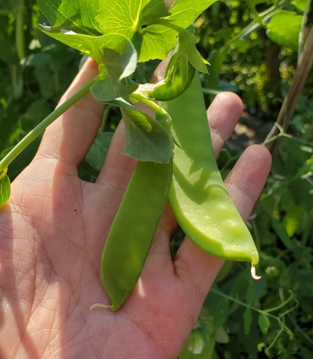 Hand holding two freshly picked green snap pea pods, with the pea plant leaves and stem visible, bright natural light.