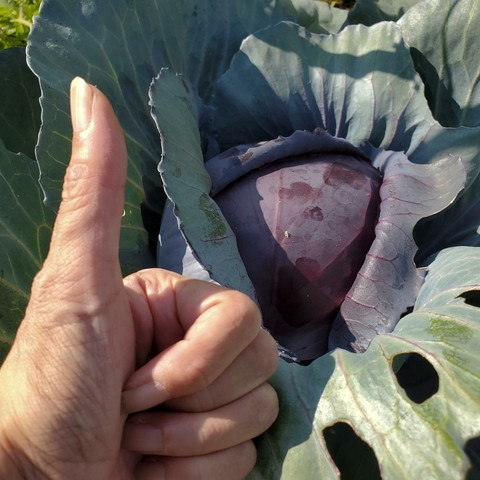 A person's hand gives a thumbs up next to a large head of red cabbage. The cabbage is surrounded by green leaves, some with holes, with a deep purple heart visible.