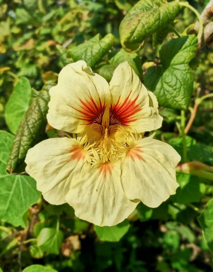 Close-up of a bright yellow nasturtium flower with red markings radiating from the center and three distinct petal shapes, surrounded by lush green leaves.