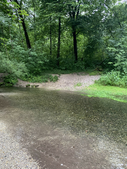Kleiner Bachlauf, im Hintergrund Bäume und Sträucher.