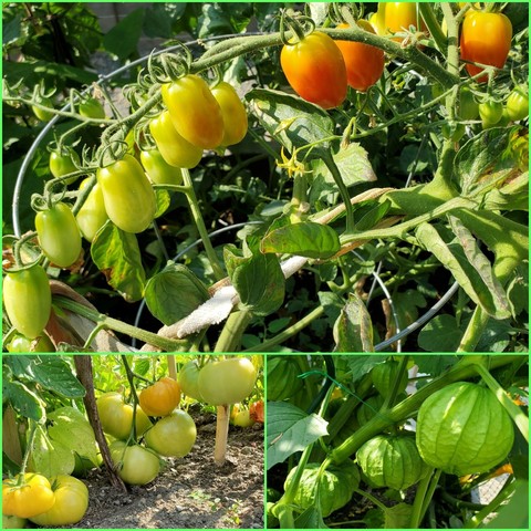 A collage of three different varieties of ripening produce on their vines. The top section showcases several ripe and ripening tomatoes on their vines. In the bottom left section, ripe yellow tomatoes are visible, and in the bottom right section, green tomatillos are presented.