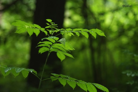 Eine Pflanze mit hellgrünen Blättern im Wald. Sie leuchten regelrecht vor einem dunklen Baumstamm, der sich im Hintergrund mit weiteren Grüntönen vermischt.