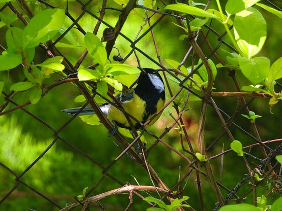 El pájaro está perchado en una rama de madreselva. Se ven los cuadrados de una malla metálica y las hojas de madreselva. El ave mira hacia la izquierda y hacia arriba mostrando su pecho de color amarillo separado por una gruesa línea negra desde la cola hasta el cuello donde se amplía para recoger toda la cabeza salvo los laterales de la cara que son de color blanco. 

Si estás leyendo este texto es porque tienes dificultades de visión y espero que te haya ayudado a ver la imagen. Si no ha sido así, te agradecería los comentarios.
Si lo has leído aunque ves la imagen sin problemas recuerda que debes poner un texto alternativo en tus archivos multimedia para que todo el mundo pueda disfrutarlos.