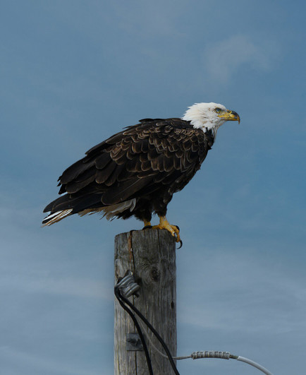 A full profile of a bald eagle sitting on top of a power line pole. Blue sky, light feathery clouds.