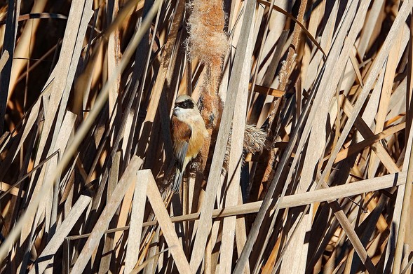El pájaro está perchado entre el cañizo seco, comiendo semillas de un junco.Toda la foto está en tonos marrones, está tomada en diciembre y está todo seco. El pájaro casi pasa desapercibido por los distintos tonos de marrón que luce en el plumaje. Le delata una amplia máscara negra a modo de antifaz, encima del pico y hasta la parte posterior de la cara. Tiene un pico pequeño, fino y puntiagudo.

Si estás leyendo este texto es porque tienes dificultades de visión y espero que te haya ayudado a ver la imagen. Si no ha sido así, te agradecería los comentarios.
Si lo has leído aunque ves la imagen sin problemas recuerda que debes poner un texto alternativo en tus archivos multimedia para que todo el mundo pueda disfrutarlos.