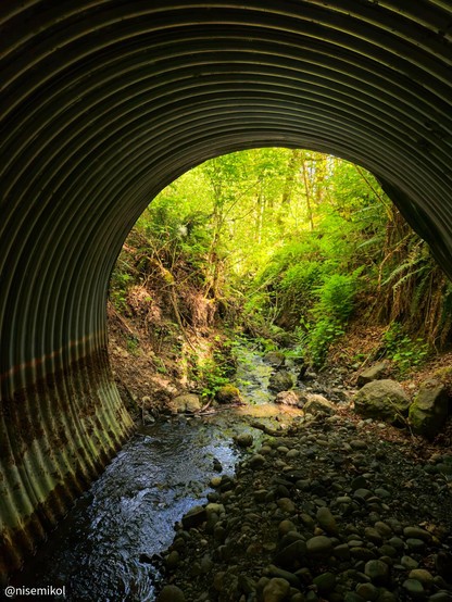 Corrugated metal tunnel with a small stream flowing through it, opening into a lush, green forest. Sunlight illuminates the greenery outside, highlighting ferns and bushes on a rocky bank. Pebbles and stones cover the ground inside the tunnel.