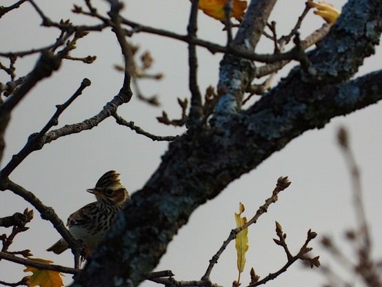 El pájaro está medio escondido detrás de la rama de un robe, casi sin hojas y al que se le ven algunos brotes nuevos. Tiene el vientre blanco y el pecho y las alas jaspeadas de blanco y marrón. Luce una pequeña cresta y una banda blanca encima del ojo. El pico es de tamaño medio, puntiagudo.

Si estás leyendo este texto es porque tienes dificultades de visión y espero que te haya ayudado a ver la imagen. Si no ha sido así, te agradecería los comentarios.
Si lo has leído aunque ves la imagen sin problemas recuerda que debes poner un texto alternativo en tus archivos multimedia para que todo el mundo pueda disfrutarlos.