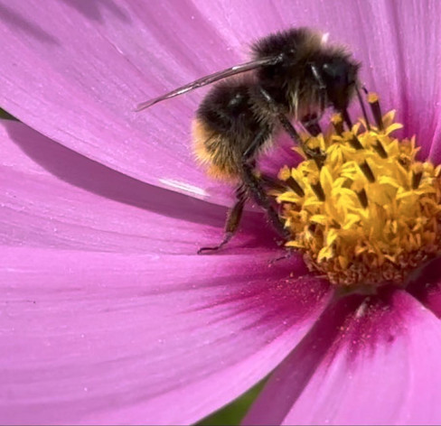 Eine Wiesenhummel, Bombus pratorum (?) auf der Suche nach Nektar.