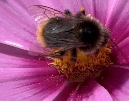 Eine Wiesenhummel, Bombus pratorum (?) auf der Suche nach Nektar.