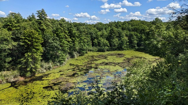Looking down from a ridge 200-300 feet above a pond, almost its entire surface is covered with hundreds of bright green lily pads. The pond is encircled by a lush green forest of stately old evergreens and hardwoods. The deep blue summer sky is freckled with dozens of small fluffy white clouds.