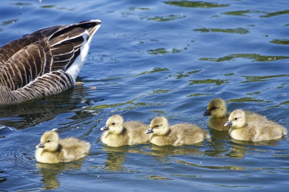 Five yellow goslings swim in a line. A parent is out-of-sight on the left. They are all looking towards the left.