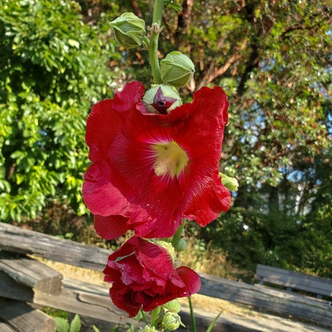 Close-up of a hollyhock flower, with two large, bright red blooms in focus, a bud, and a partially visible second flower head beneath; the flower is centered, with a green stem rising from the bottom and buds on top, set against a background of out-of-focus green foliage and a wooden fence.