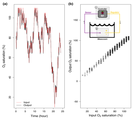 Left figure: Oxygen saturation as a function of time for both input and output values. The two curves overlap almost perfectly. Right figure: A schematic view of the Raspberry Pi apparatus, alongside a plot showing the strong correlation between the input and output oxygen concentration values.