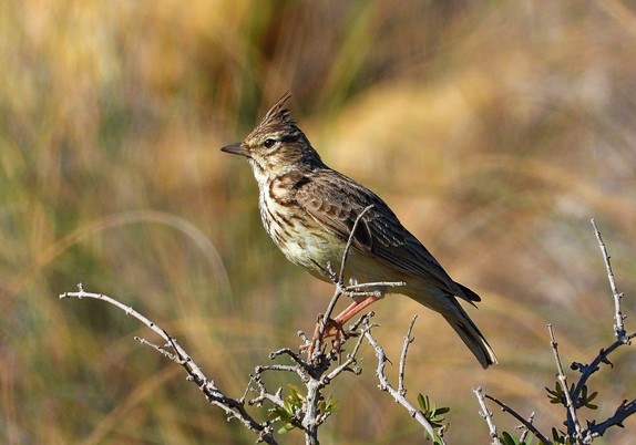 El pájaro, de unos 25 centímetros, está perchando en una rama de un arbusto que apenas tiene algunas hojas. Luce una bonita cresta en el píleo de los mismos colores que el resto del manto y las alas, una mezcla de marrones y grises, que se va aclarando en el con un moteado cada vez más blanco en el mentón, la garganta y el pecho hasta hacerse de color blanco en el vientre hasta el muslo. Las patas son de color rosado, Posee un pico medio, grueso y terminado en punta. Como pertenece al orden de las Passeriformes le hemos denominado pájaro.

Si estás leyendo este texto es porque tienes dificultades de visión y espero que te haya ayudado a ver la imagen. Si no ha sido así, te agradecería los comentarios.
Si lo has leído aunque ves la imagen sin problemas recuerda que debes poner un texto alternativo en tus archivos multimedia para que todo el mundo pueda disfrutarlos.