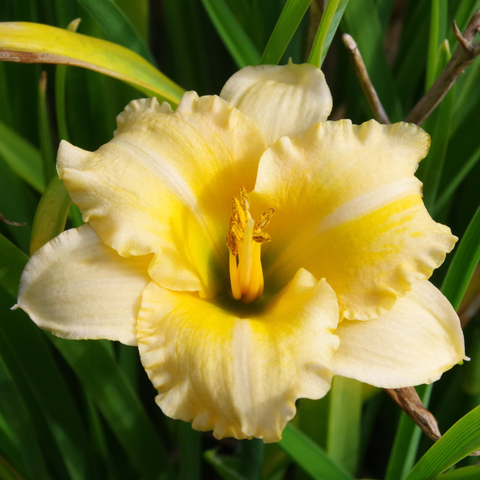 Gelborange Blüte.