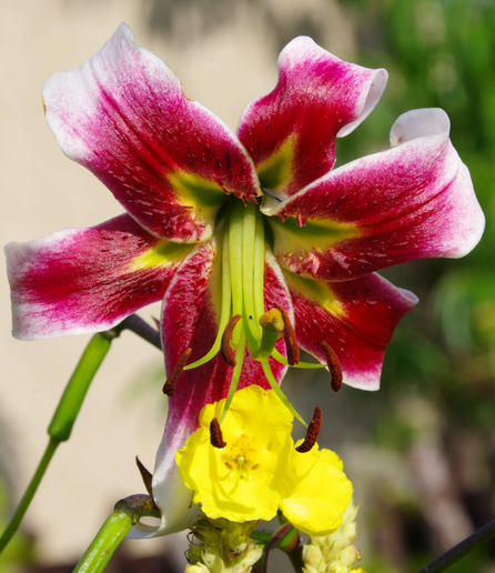 Oben eine rote Blüte mit weißen Rändern und darunter eine kleinere, gelbe Blüte.