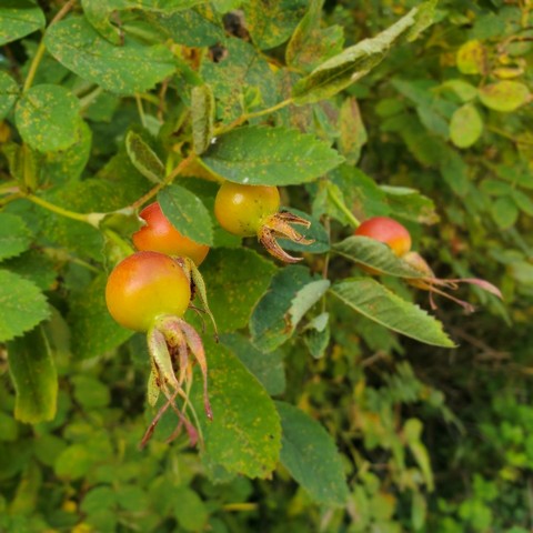 Close-up shot of a rose bush branch with multiple orange and yellow rose hips. The hips are transitioning colors and have sepals attached, surrounded by green leaves with brown spots. The background shows more green foliage.