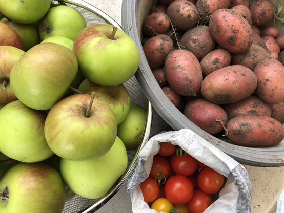 Links grüne, noch etwas unreife Äpfel, daneben frische Kartoffeln mit roter Schale. Darunter eine weiße Papiertüte voller Cocktailtomaten.