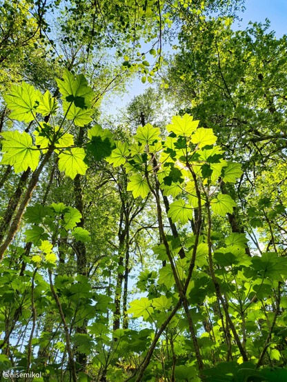 Dense forest canopy with large, bright green leaves. Sunlight filters through the foliage, creating a dappled pattern on the leaves. Tall tree trunks are visible in the background, set against a clear blue sky.