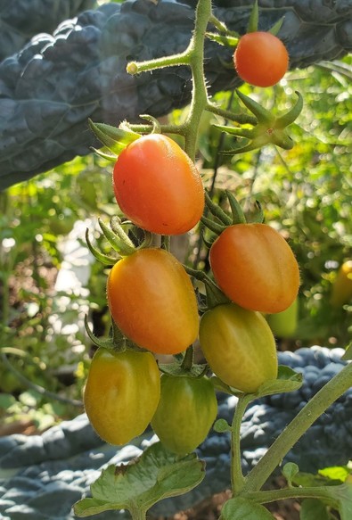 Close-up shot of a tomato plant branch with varying stages of ripening oblong tomatoes, ranging from green to orange-red, against a blurred green foliage background.