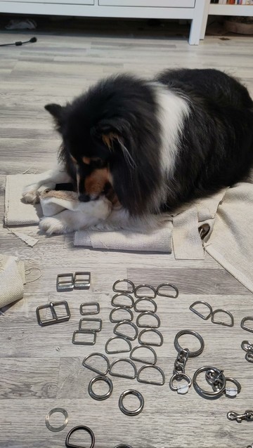 A tricolour sheltie laying on light fabric with a toy. Metal bag parts are laying in the floor in the foreground.