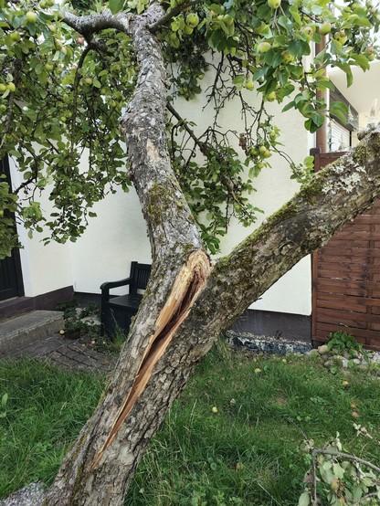 Hilfe! Unser Apfelbau spaltet sich