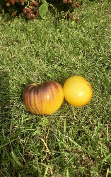 Hallo ich habe von einem Kumpel Tomatenpflanzen bekommen.