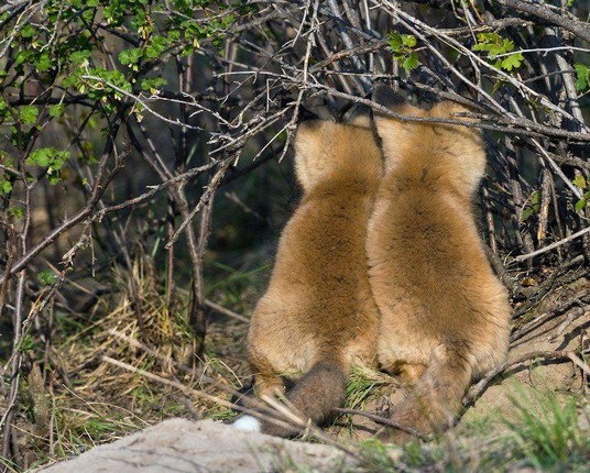 Picture of a Fox