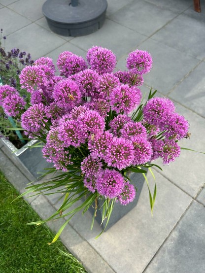 Bienenparty