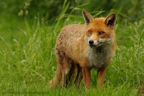 Picture of a Fox